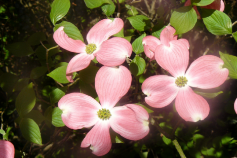 Cornouiller_à_fleurs_roses [640x480]