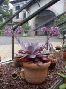 Echeverias