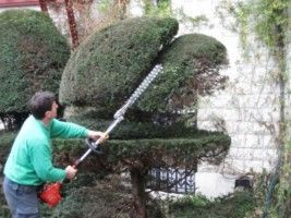 jardinier taille les arbres
