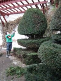 jardinier taille un arbre arnaga