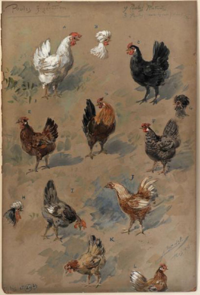 Assemblée de Poules