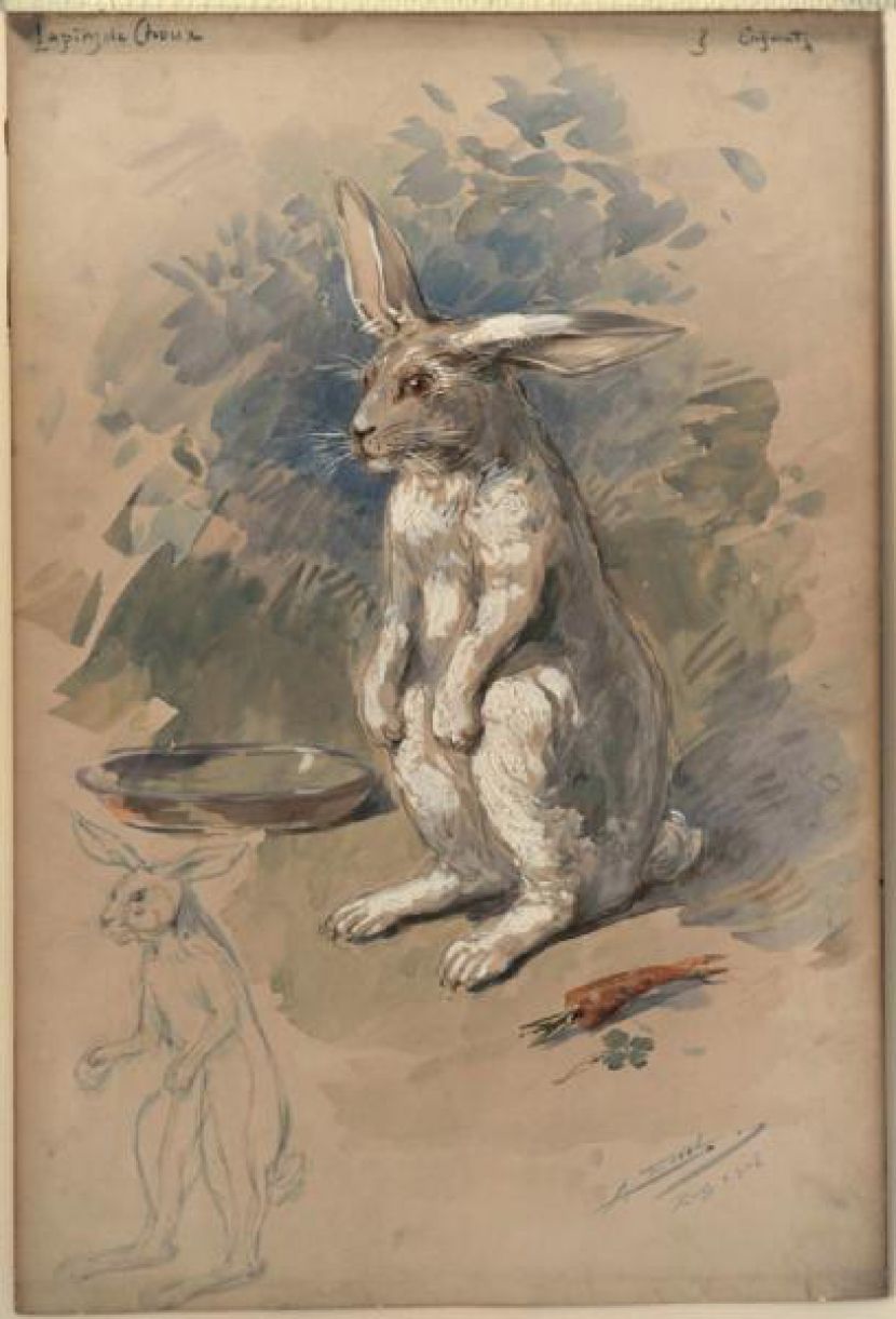 Lapin de choux