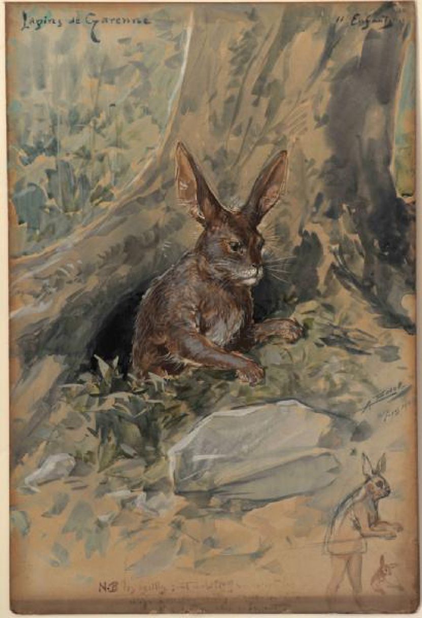 Le lapin de garenne