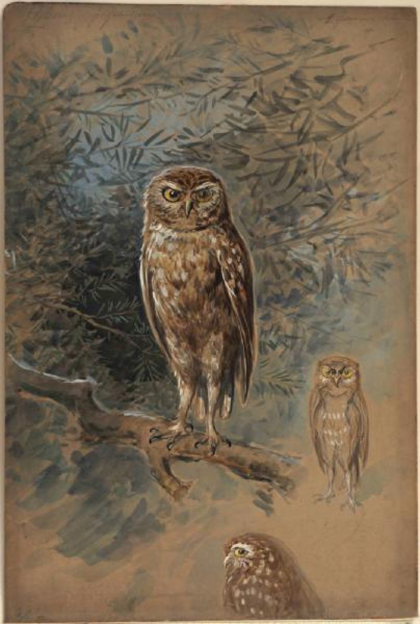 Nocturne Hibou figuration