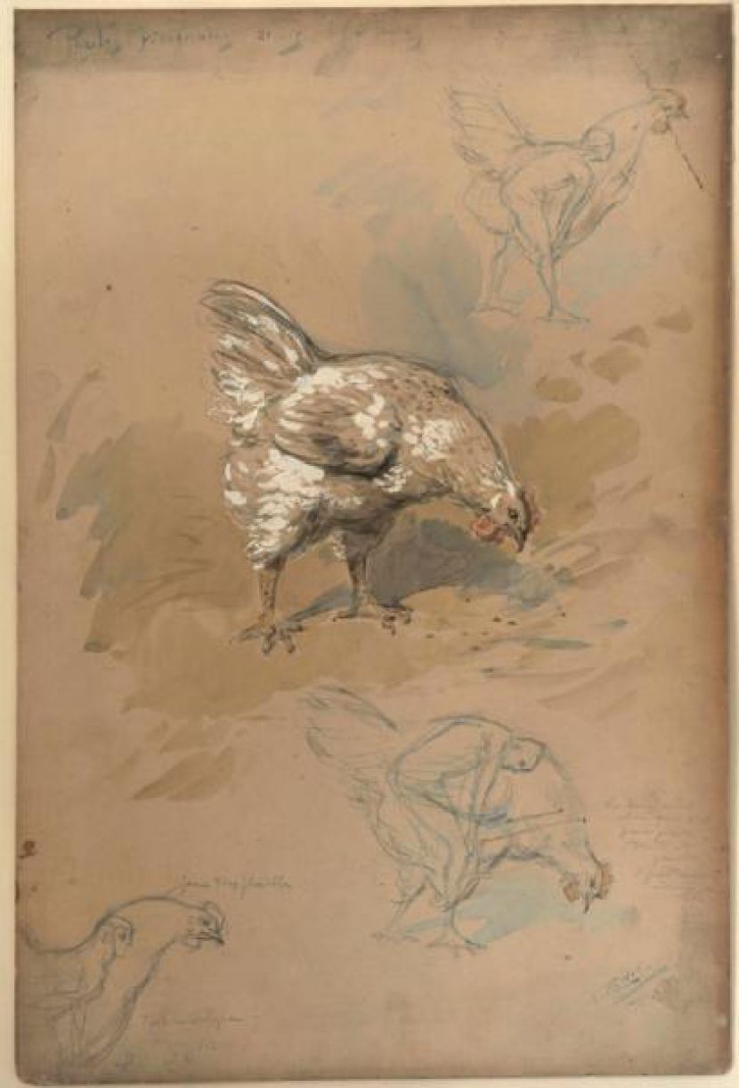 Poules picorantes